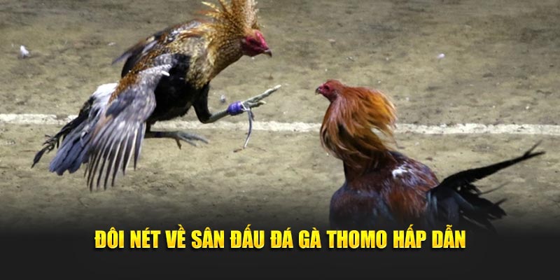 Đôi nét về sân đấu đá gà thomo hấp dẫn