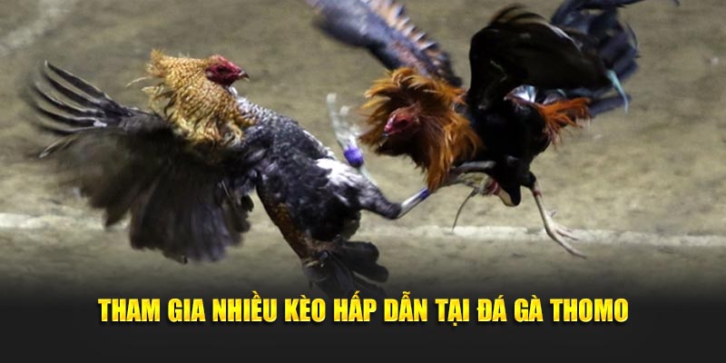 Tham gia nhiều kèo hấp dẫn tại đá gà thomo