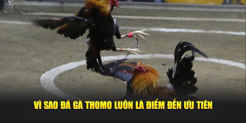 Vì sao đá gà thomo luôn là điểm đến ưu tiên