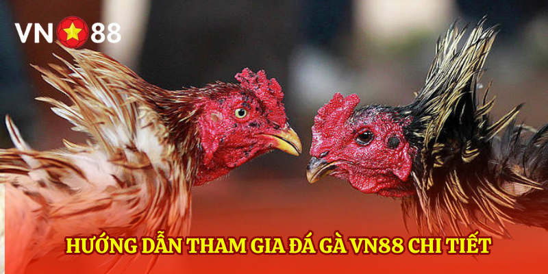 Hướng dẫn tham gia đá gà VN88 chi tiết